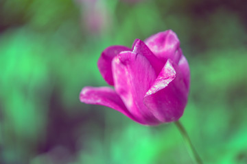Tulip in public park, New York City