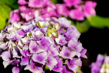Blooming purple color hydrangea flowers