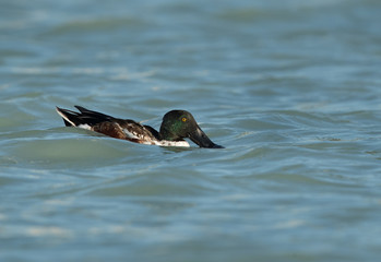 Northern Shoveler fedding at Tubli Bay