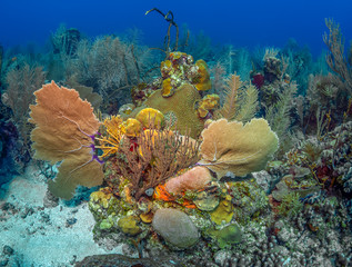 Caribbean coral garden