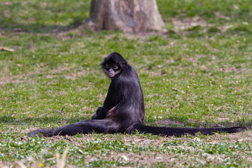 
little wild black and white colobus monkey on the grass near the jungle in spring