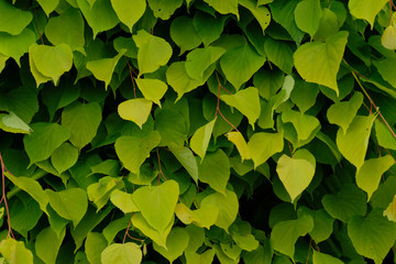 Wall of green leaves in the garden. Green background. Empty field. Spring, May.