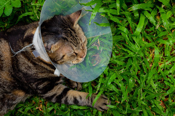 Cat that wear collar because it's infected with hematoma and relax in the lawn.