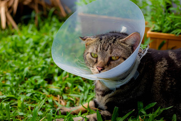 Cat that wear collar because it's infected with hematoma and relax in the lawn.