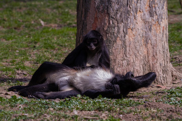 
little wild black and white colobus monkey on the grass near the jungle in spring