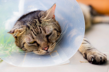 Cat that wear collar because it's infected with hematoma and relax in the lawn.