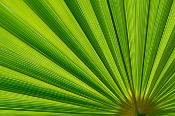 Obraz premium Palm leaf against the light in macro. Green background with centric lines. Empty field. Spring, May.