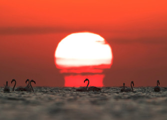 Silhouette of Greater Flamingos and beautiful sun in the morning at Asker beach, Bahrain