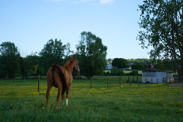 Fit brown show horse in a field with yellow flowers looking at the field around sunset