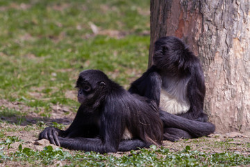 
little wild black and white colobus monkey on the grass near the jungle in spring