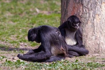 
little wild black and white colobus monkey on the grass near the jungle in spring