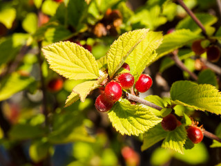 Prunus tomentosa, Ragouminier ou cerisier de Nankin, arbuste à petites cerises rouge vif