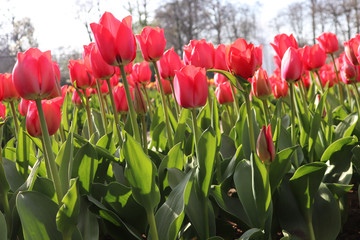 red tulips in the park