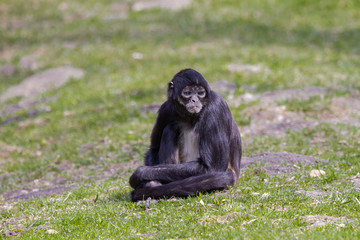 
little wild black and white colobus monkey on the grass near the jungle in spring