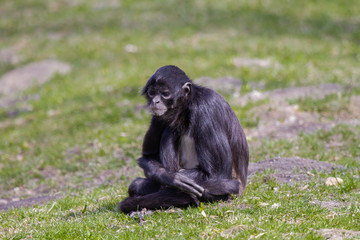 
little wild black and white colobus monkey on the grass near the jungle in spring