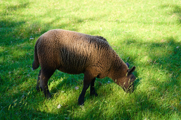 Black baby lamb sheep eating some grass while enjoying some sun on a sunny day