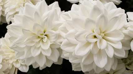 white dahlia flower chrysanthemum flowers	