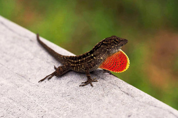 Aggressive Lizard