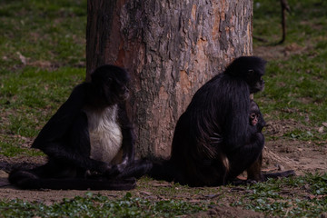 
little wild black and white monkey colobus on the grass near a tree near the jungle in spring