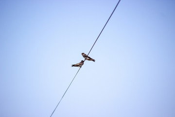 birds in love