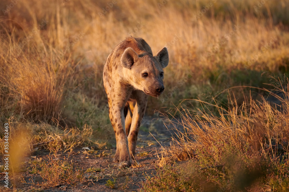 Wall mural Spotted hyena (Crocuta crocuta) in the African savannah.