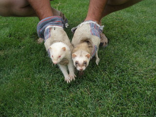 mustelas weasel hold by hands