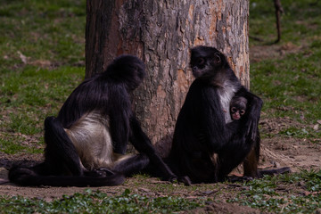 
little wild black and white monkey colobus on the grass near a tree near the jungle in spring