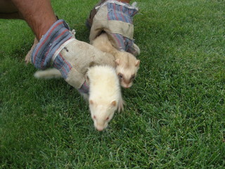 mustelas weasel hold by hands