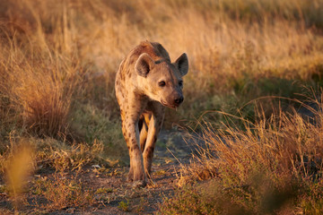 Spotted hyena (Crocuta crocuta) in the African savannah.