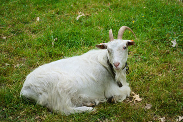 Old white goat resting on the grass