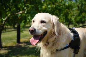 Beautifull happy yellow golden retriever close up with harness on a sunny day