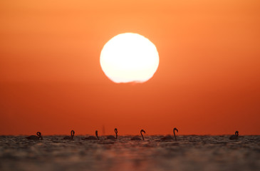 Fototapeta na wymiar Silhouette of Greater Flamingos in the morning, Asker, Bahrain
