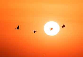 Silhouette of Socotra cormorants in flight during sunrise, Bahrain