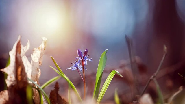 blue tender squill flowers bathe in bright warm sunshine in spring forest, deep blue blurred background, nature awakening concept animation