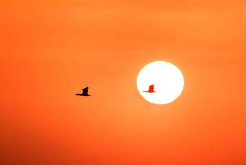 Silhouette of Socotra cormorant flying