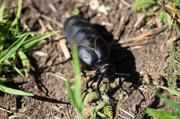 Meloidae. Meloe proscarabaeus. Bug. Beetles. Insect. Invertebrate.