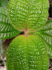 close up of a leaf