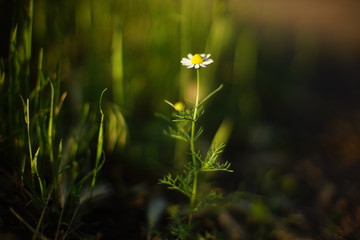 Fototapeta na wymiar Small white chamomile flower grow in the summer garden