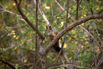 Naklejka na ściany i meble squirrel on a tree