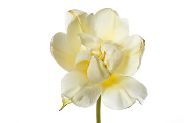 Obraz na płótnie Canvas Tender yellow tulip flower isolated on white background.