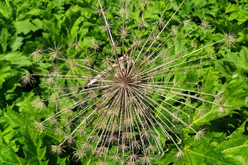 dry dandelion on a background of green grass