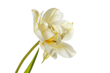 Fototapeta na wymiar Tender yellow tulip flower isolated on white background.