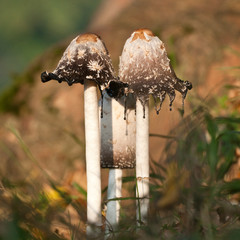 Shaggy Ink cap mushrooms in a woodland, North Yorkshire, England, United Kingdom