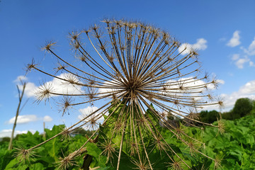 one dry cow parsnip outside