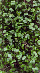 Red cabbage or radish microgreens sprouts in plastic container. Seed germination at home. Close up. Vegan and healthy eating concept.