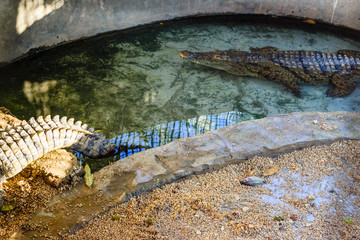 Big nile alligator in the small pool