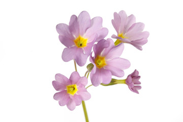 Inflorescence of pink primrose flowers Isolated on a white background.