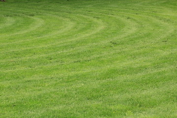 Mowed Lawn
