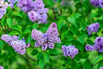 Bushes of blooming lilac in spring in garden.