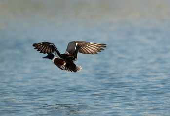 Northern Shoveler in flight